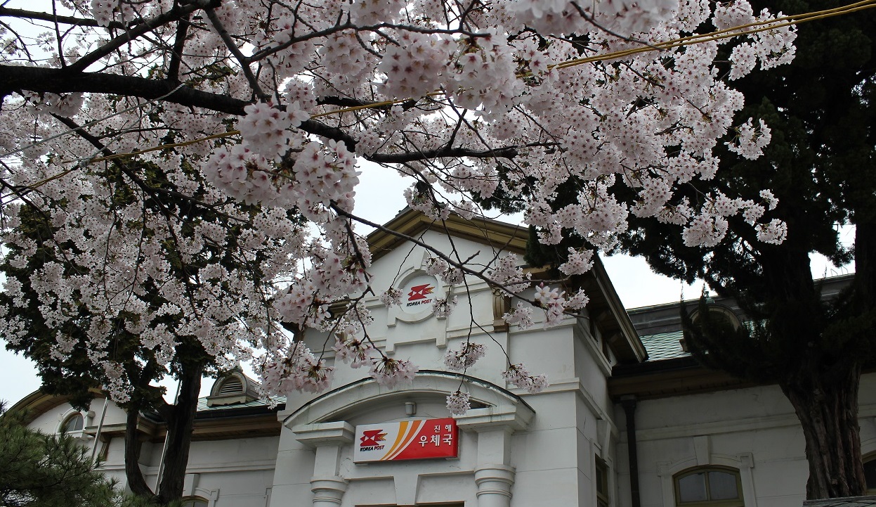 진해우체국 문화재 청사 와 벚꽃 
